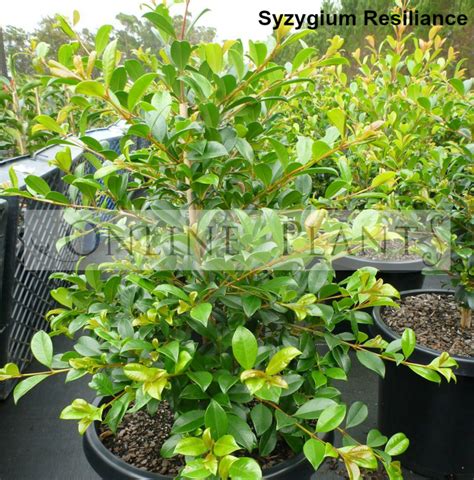 Lilly Pilly Resilience Syzygium Australe Resilience Online Plants