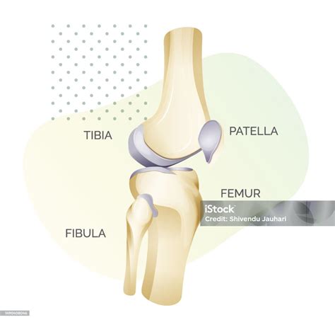 Vetores De Anatomia Da Articulação Do Joelho Vista Lateral Ilustração E