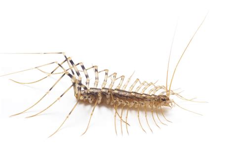 House Centipede Larva