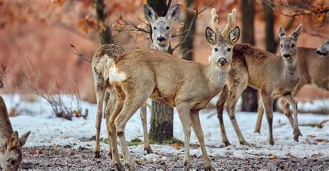 8 Types of Deer: Learn About All of the Major Deer Species - A-Z Animals