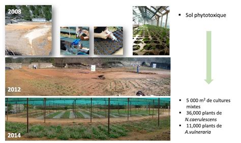 Phytoremédiation Restauration Des Sols Pollués Par Les Végétaux