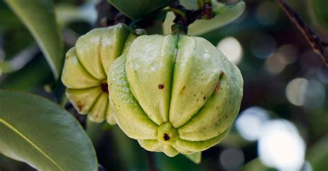 Garcinia Propiedades Usos Y Contraindicaciones