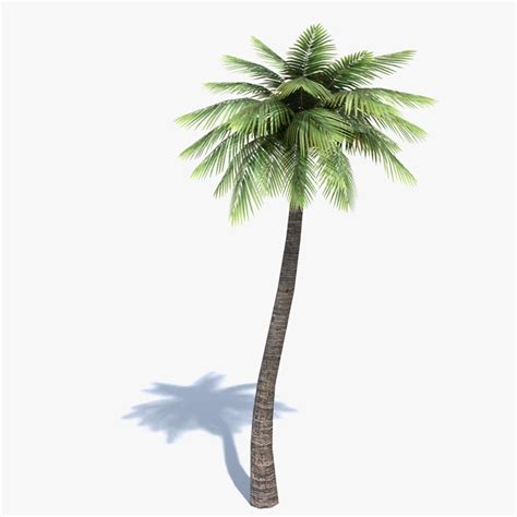 3d model palm tree