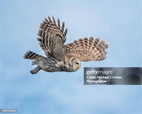 Barred Owl Flying Photos and Premium High Res Pictures - Getty Images