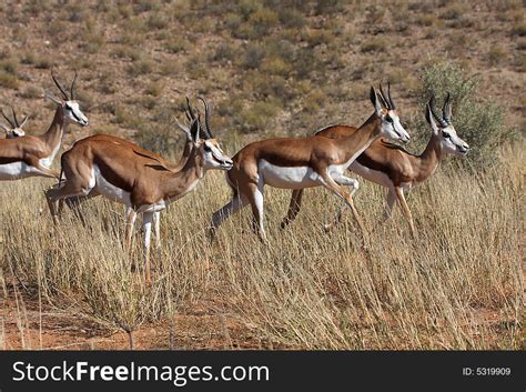 Springbok Running - Free Stock Images & Photos - 5319909 | StockFreeImages.com