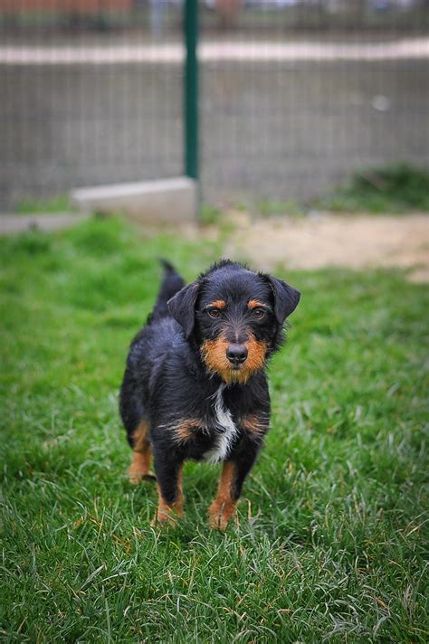 Apagi Jumper Chien X Jagd Terrier La Robe Noir Et Feu