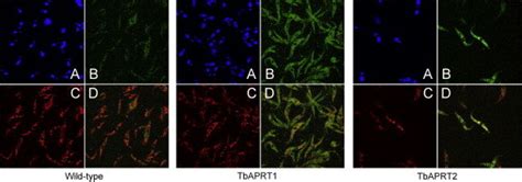 Immunofluorescence Microscopy Of Procyclic T Brucei Wildtype Left