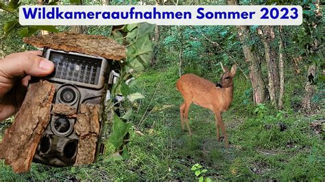 Wildkamera Gardepro A S Wildtieraufnahmen Wildschwein Reh Dachs