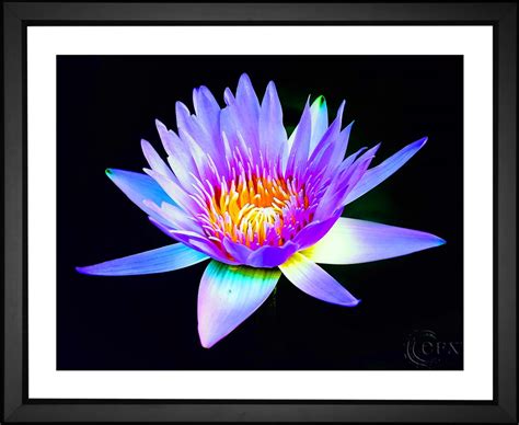 Egyptian Blue Water Lily Fine Art Print Giclees