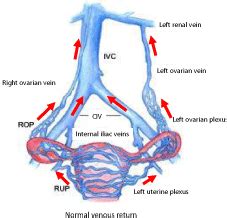 Gonadal Vein Anatomy