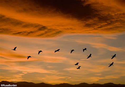 How To Photograph Birds In Flight Outdoor Enthusiast Lifestyle Magazine