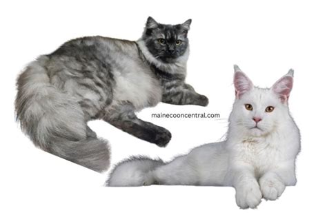 10 Signs Your Cat Is A Maine Coon Mix Maine Coon Central