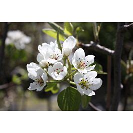 Grusza pospolita Cukrówka Żółta Pyrus communis sadzonki w dobrej