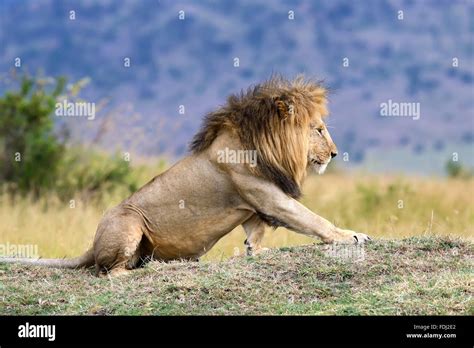 Lion roar close up hi-res stock photography and images - Alamy