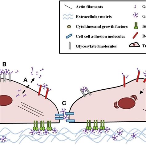 Galectin Structure Schematic Representation Of A Galectin