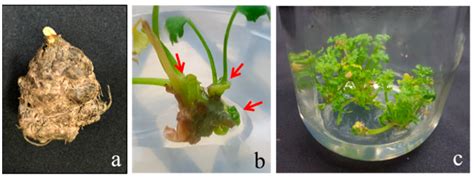 Genes Free Full Text Establishment Of An Efficient In Vitro