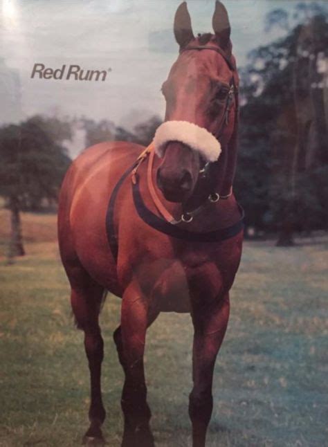 34 Red Rum ideas | rum, horse racing, horses