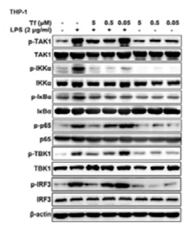 Phospho Ikb Alpha Ser Ser Antibody Affinity Biosciences Ltd