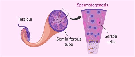 Sertoli Cells