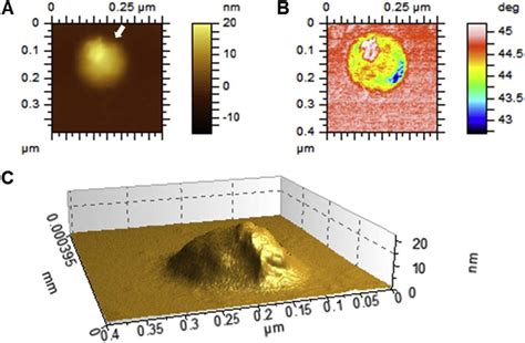 Atomic Force Microscope Image Of An Mv Released By Primary Download Scientific Diagram