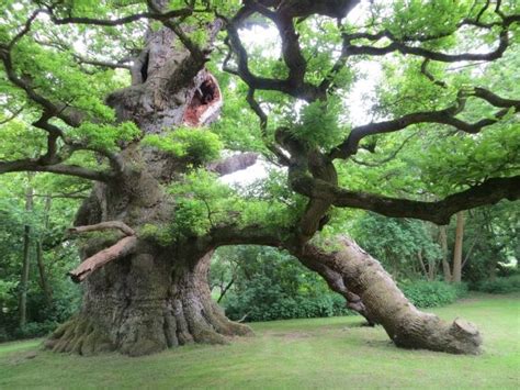 Pedunculate Oak Majesty In Fredville Park Nonington Plantas