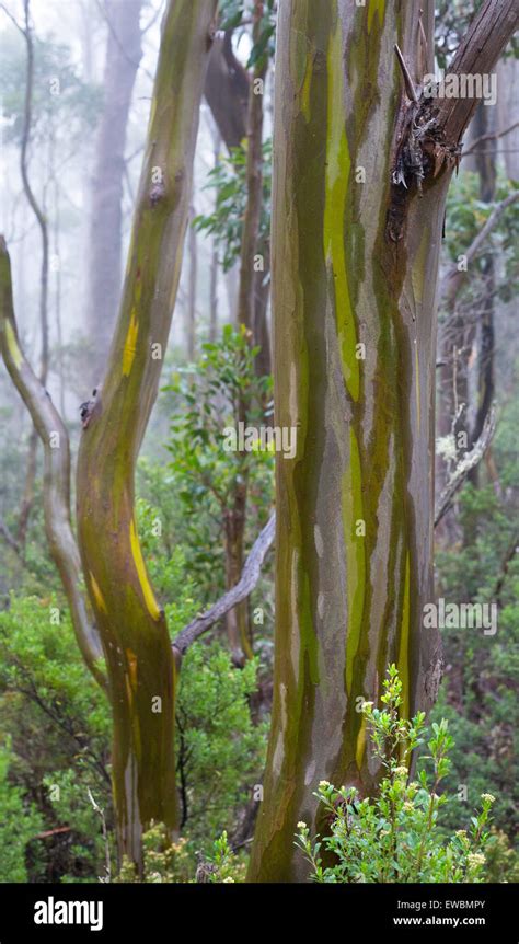 Alpine Yellow Gums Eucalyptus Subcrenulata In A Subalpine Woodland In