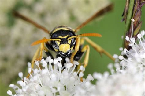 What Do Paper Wasps Eat Do They Eat Wood Whats That Bug