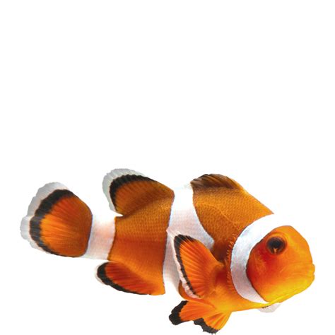 Clown Fish Png