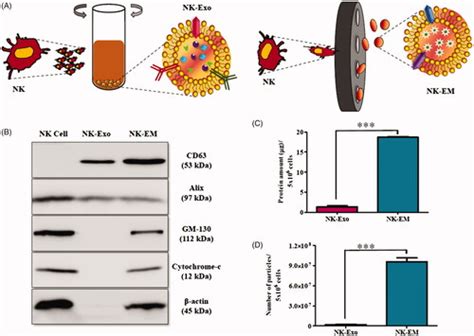 Full Article Novel Alternatives To Extracellular Vesicle Based