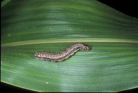 Updated April Biosecurity Alert Fall Armyworm Agrifutures