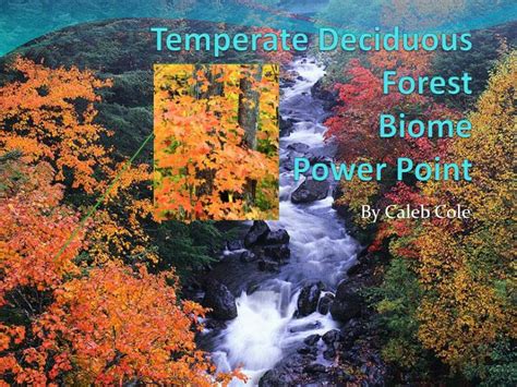 Ppt Temperate Deciduous Forest Biome Power Point Powerpoint