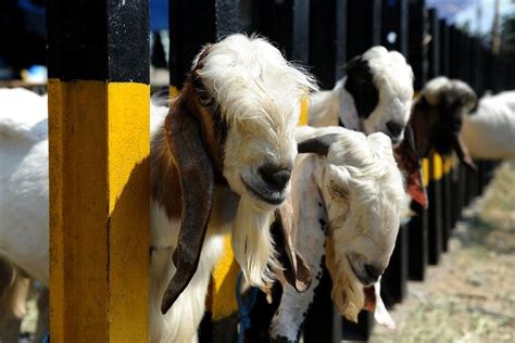 Eid Al Adha The Islamic Festival Of Sacrifice