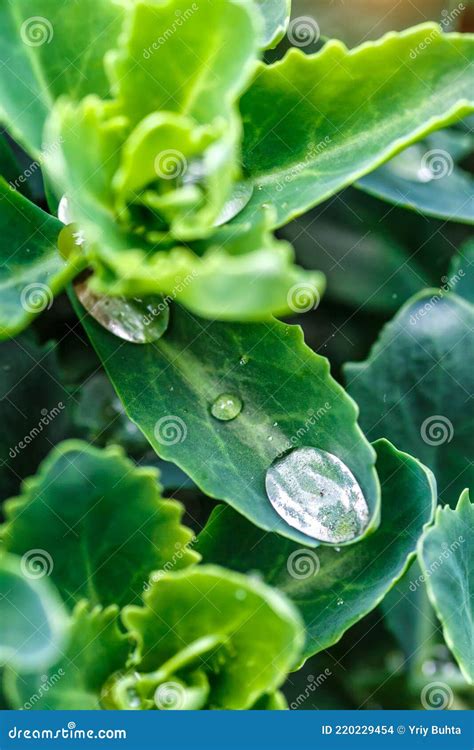 Gota De Gua Transparente Numa Macro De Folha Verde Glarete Solar