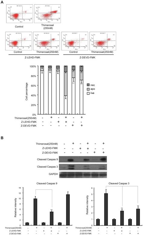 C C Cells Were Treated With Z Lehd Fmk An Inhibitor Of Caspase Or