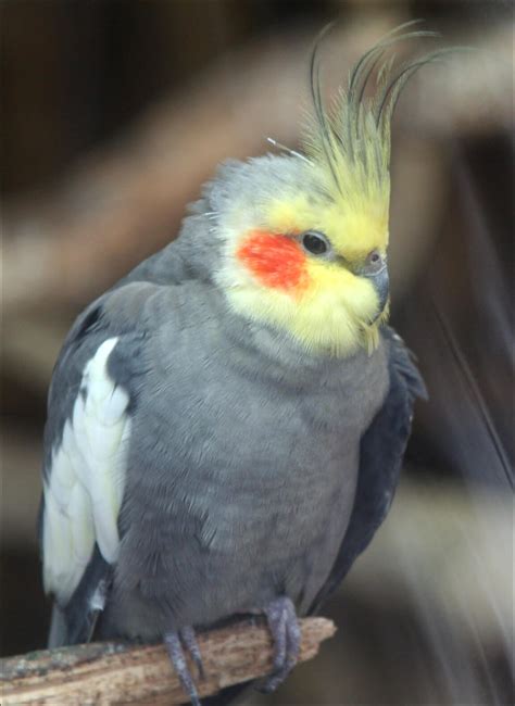 Fotos De Ninfa Aves