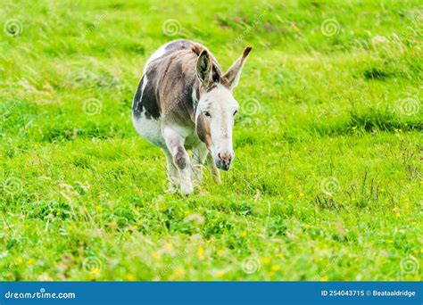Domestic Donkey Stock Image Image Of Countryside Horse 254043715