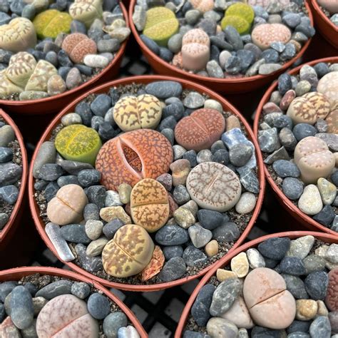 These Living Rock Succulents Could Pass For Pebbles