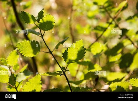 Plantas De Hierba De Almizcle Fotos E Im Genes De Stock Alamy