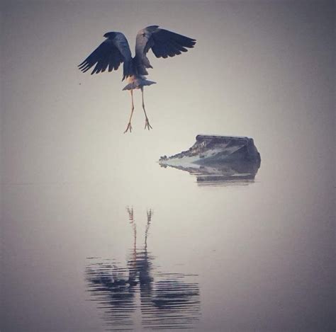 Pin Oleh Gurutze Ramos Di Aves Fotograf A