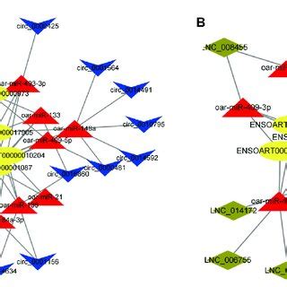 A Circrna Mirna Mrna Interaction Network Specifically Expressed In