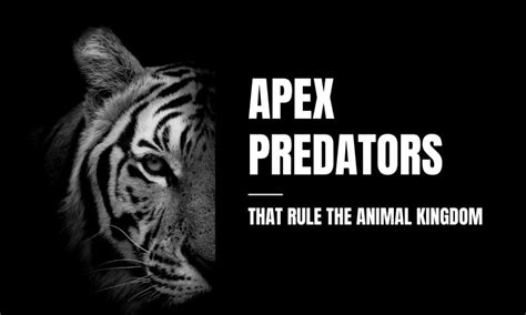 Top 12 Apex Predators In The World Nature S Assassins