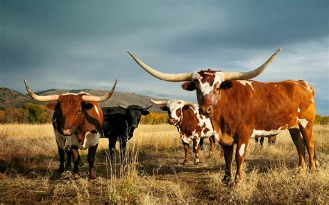 6 Best Texas Longhorn Ranches For Quality Meats | Explore the Wild West with Delicious Longhorn ...