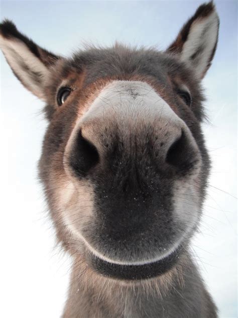 Donkey Face Smiling