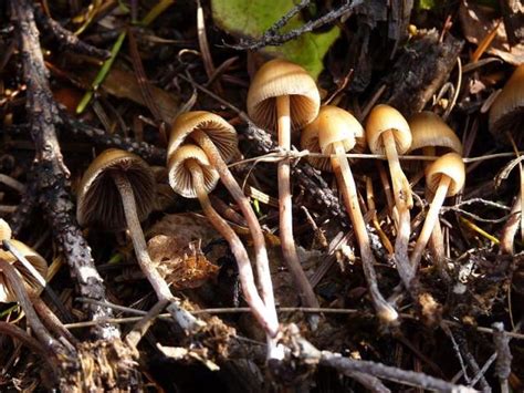 How Tripping On Mushrooms Changes The Brain