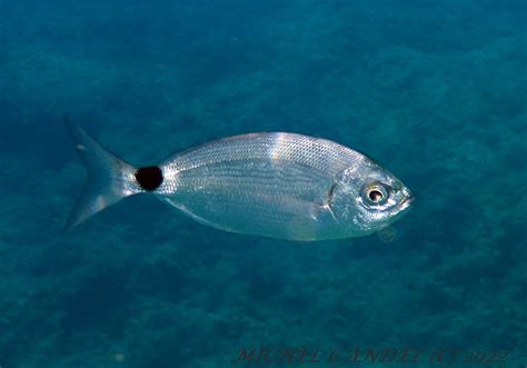 Oblada Melanura Linnaeus 1758 Sparidae Iles Magra Flickr