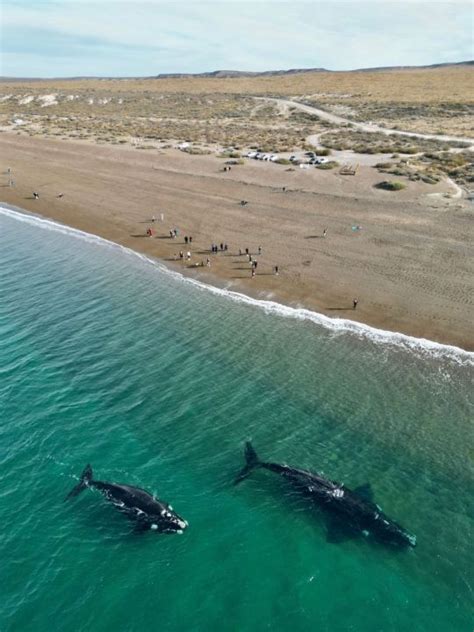 Vacaciones De Invierno En Puerto Madryn La Playa Para Ver A Las