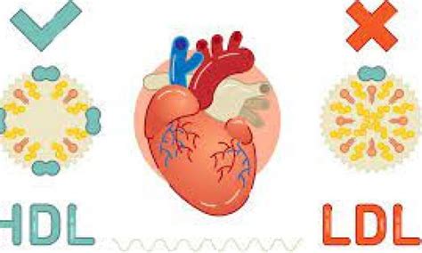 What is LDL vs HDL Cholesterol? About their facts. : u/souvik111002