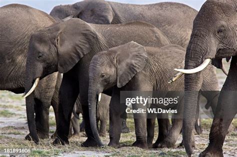 Elephant Herd High-Res Stock Photo - Getty Images