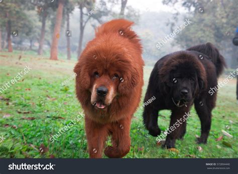 Furry Balck Brown Tibetan Mastiff Dog Stock Photo 572894440 | Shutterstock