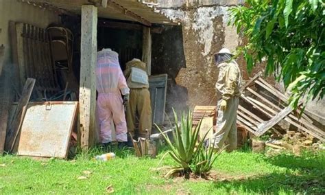 Ataque De Abelhas Deixa Idosa Ferida E Mata C O Portal Gerais